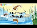Mosquito Life Cycle and Behavior