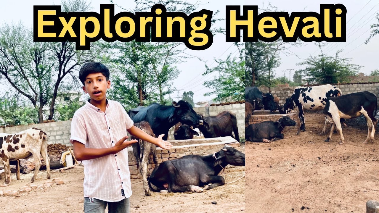 Exploring Pet Animals Ki Hevali 🐄🐂🦙 | Village Vlog