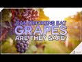 Can Chickens Eat Grapes? Are They Safe