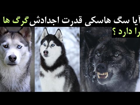 تصویری: تفاوت هاسکی با هاسکی تفاوت دارد