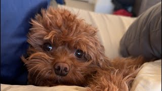 Cavapoos Playing!