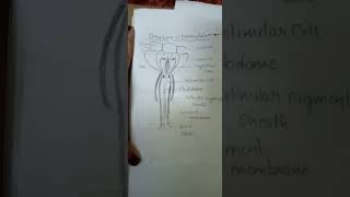 ommatidium daigram zoology 1st year important ipe 4m question