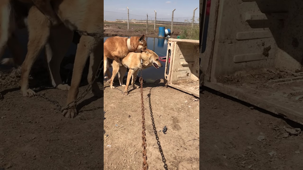 ماهو الكلب العقور