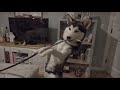 Stop Dog Chewing Wires 3 Proven Fixes for Dangerous Cable Gnawing