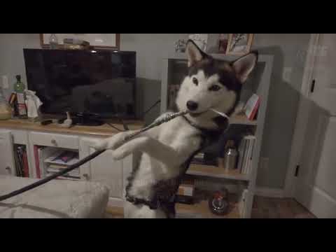 Stop Dog Chewing Wires 3 Proven Fixes for Dangerous Cable Gnawing