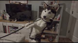 Stop Dog Chewing Wires 3 Proven Fixes for Dangerous Cable Gnawing