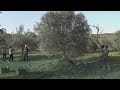Fraternita, raccolta e spremitura dell'olio nuovo