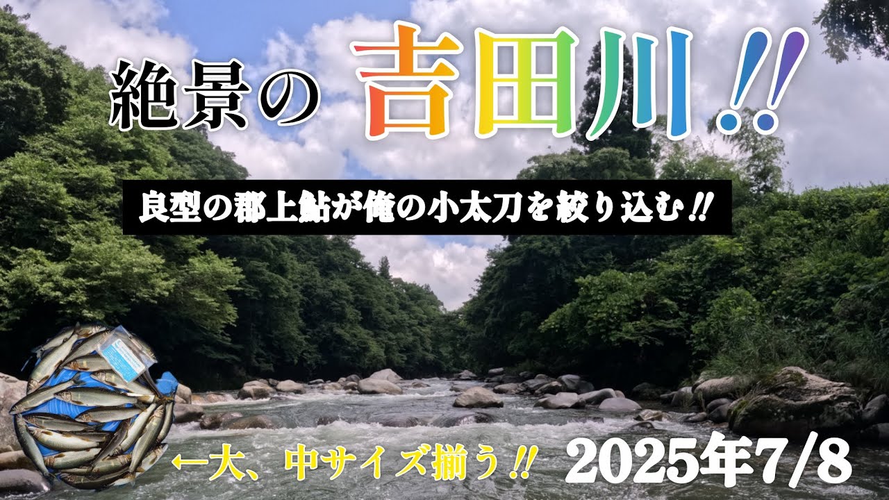 絶景の吉田川‼️良型の郡上鮎が俺の小太刀を絞り込む‼️大、中サイズ揃う。