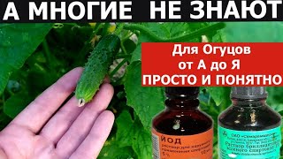 ОГУРЦЫ ВСЕГДА БЛЕСТЯТ И ИХ ПОЛНО. Йод и зеленка для огурцов.