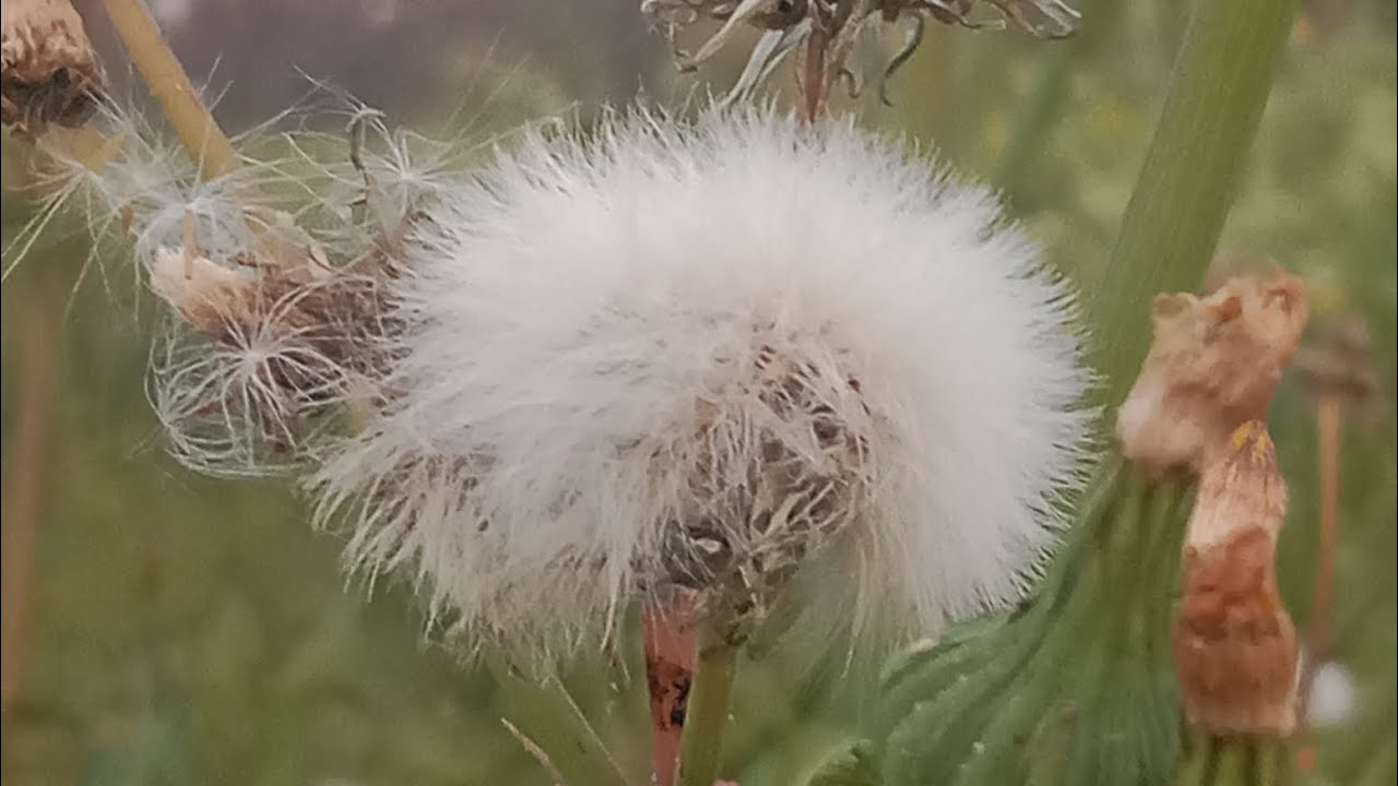 Jangalo ke bich me ekela bakri charane chale gya fir🌪️kya mila🙂#viralvideo #jangan #fishing 
