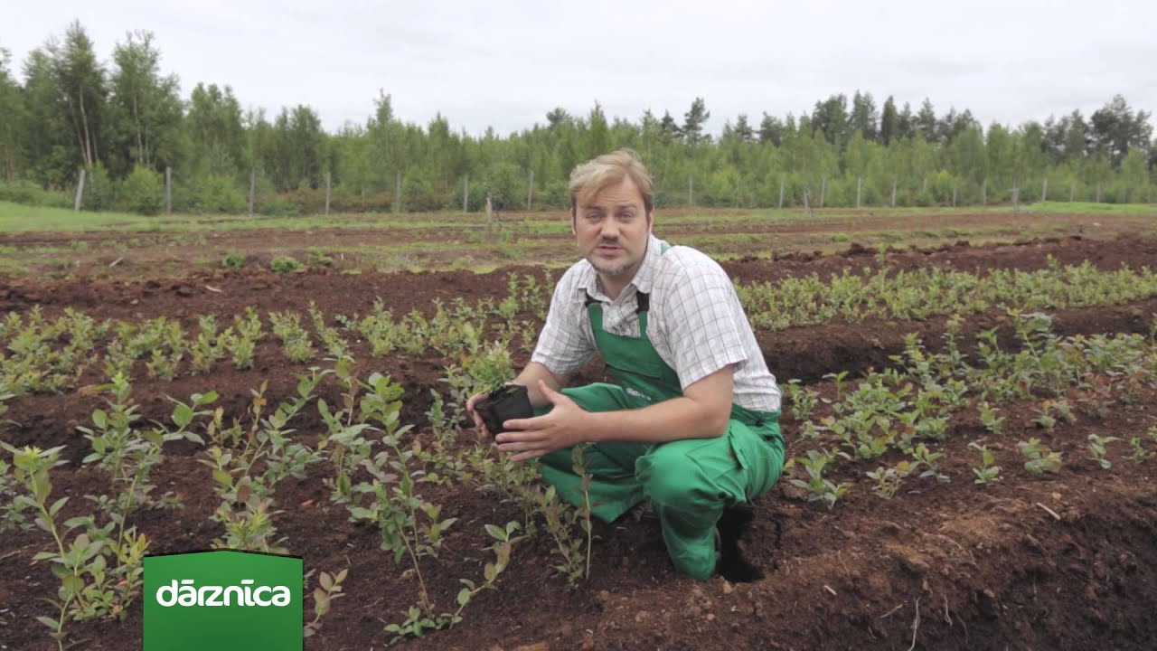 Augusta mēneša augs - Krūmmellenes