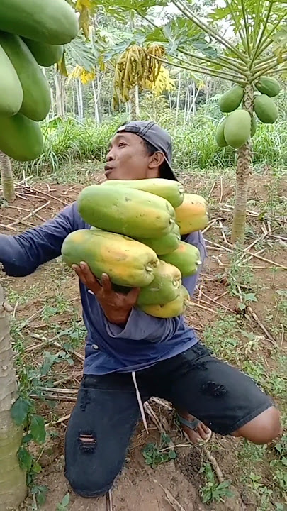 California papaya harvest