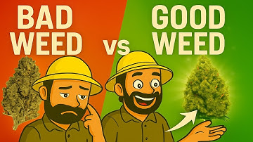 Good Bud vs Bad Bud: The Difference You’ve Never Noticed