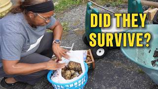 I Waited WAY Too Long to Harvest These Potatoes! 🥔