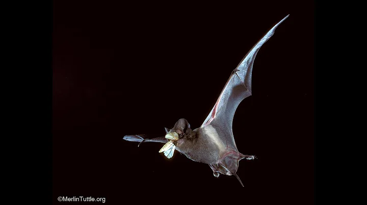 Bats & Pecan Orchards for Regen Pest Control - Mer...