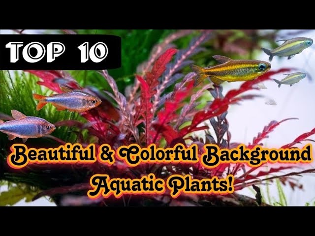 brahmi plant for hair Brahmi Powder  Mara Organics Tanzania