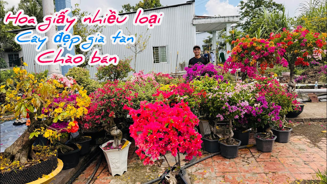 Hoa giấy ghép nhiều màu cây đẹp già tàn chào bán..28/02😘📲 0934.952.329.Thế