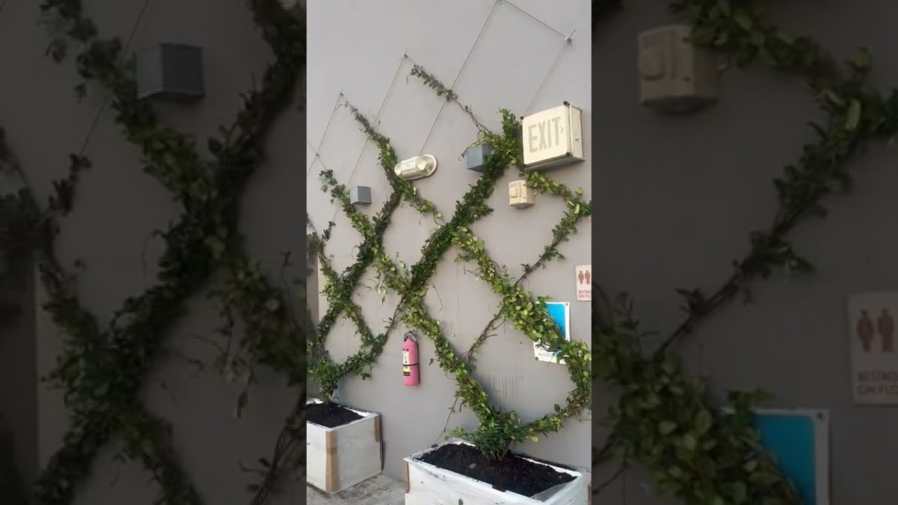 Custom trellis system ..Jasmine Flower Vine