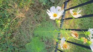DCAM GROUND 0.00335