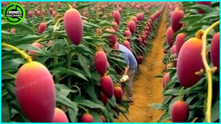 The Most Modern Agriculture Machines That Are At Another Level,How To Harvest Mangoes In Farm ▶8