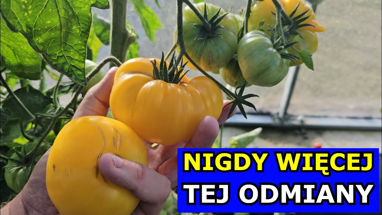 Najgorsza Odmiana Pomidora. Zawiodłem się na Tych Odmianach. Uprawa Pomidorów Polecane Odmiany Smak.