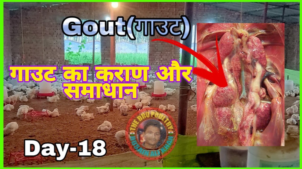 गाउट आने का कराण और समाधान Gout disease in poultry Gout treatment