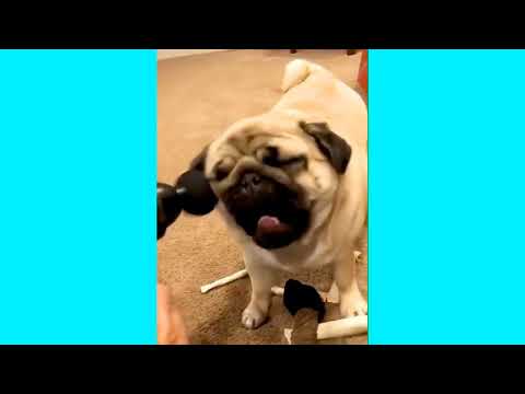 BEST VIDEO ANIMAL FUNNY