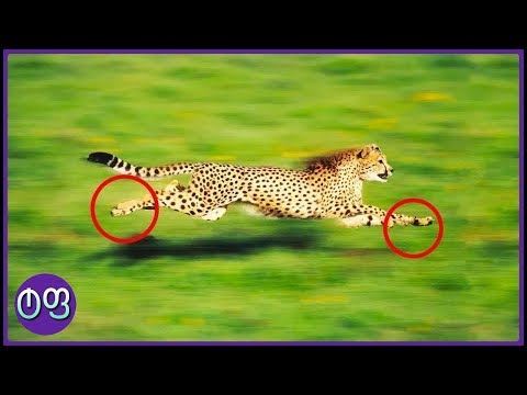 ყველაზე სწრაფი ცხოველები მსოფლიოში ★ ტოპ ფაქტები ★