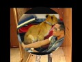 دماغي طقت مني 