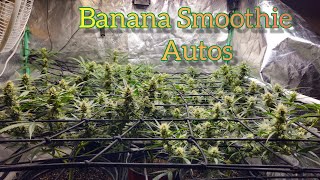 Banana Smoothie week 5-6 of flower - The Friendly Grower