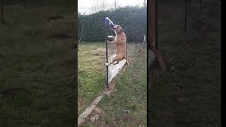 Amstaff Lord Of Lords Boyka.