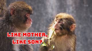 Punch The Monkey - Like Mother, Like Son?