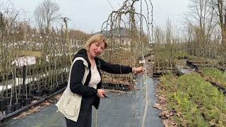 Весенняя подрезка штамбовых ив. Мастер-класс. Русская ива.