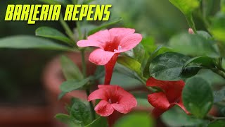 Barleria repens grow and care, the coral creeper!