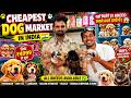 Cheapest Dogs Market In Delhi/ NCR | German Shepherd, Husky, Shihtzu | Low Price Puppy For Sale