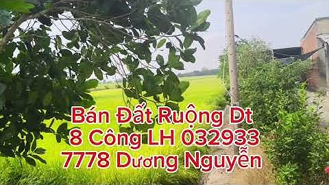 Nhà Đất Bán Đất Ruộng Dt 8 Công Giá 950tr Hết Đất Huyện Thạnh Hóa Long An Cũ Tây Ninh Mới 