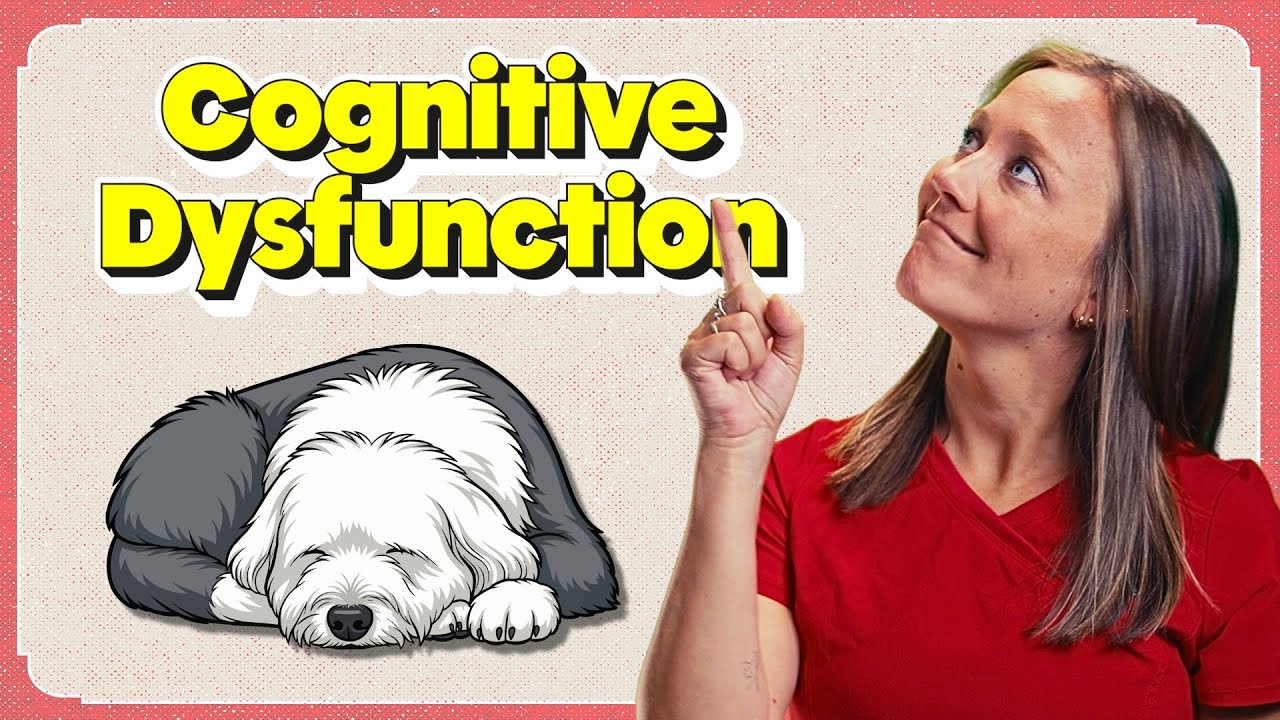 How To Recognize Cognitive Dysfunction in Senior Dogs | The Veterinary ...