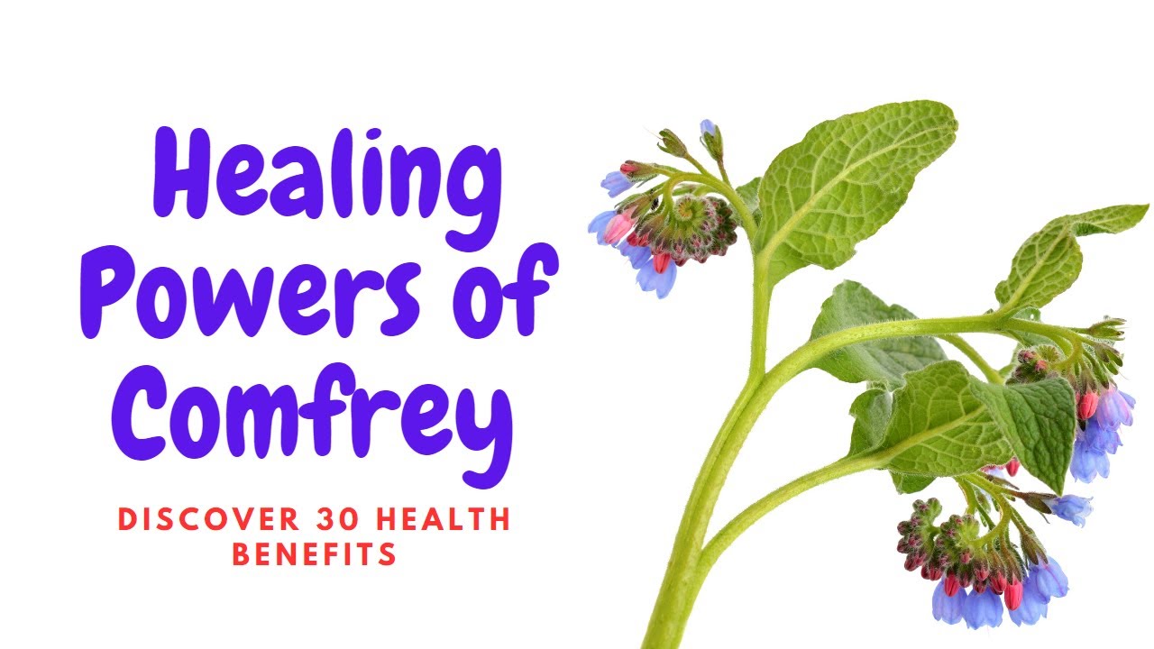 What is Comfrey || What is Comfrey Used For || How To Use comfrey ...