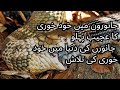 The Secret of Self-Cannibalism in Animals | جانوروں میں خود خوری کا راز