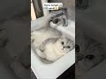Mpus Lagi males mandi ni🤣🤣#pets #catlovers #cat#lucu #funny #cute
