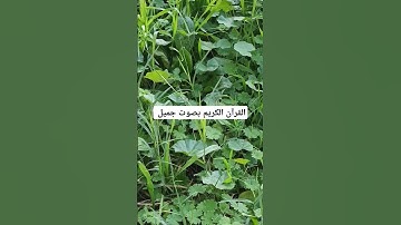 القرآن الكريم بصوت جميل #explore #اكسبلور #قران_كريم #تيك_توك #قرآن #لايك #quran #راحة_نفسية #ترند