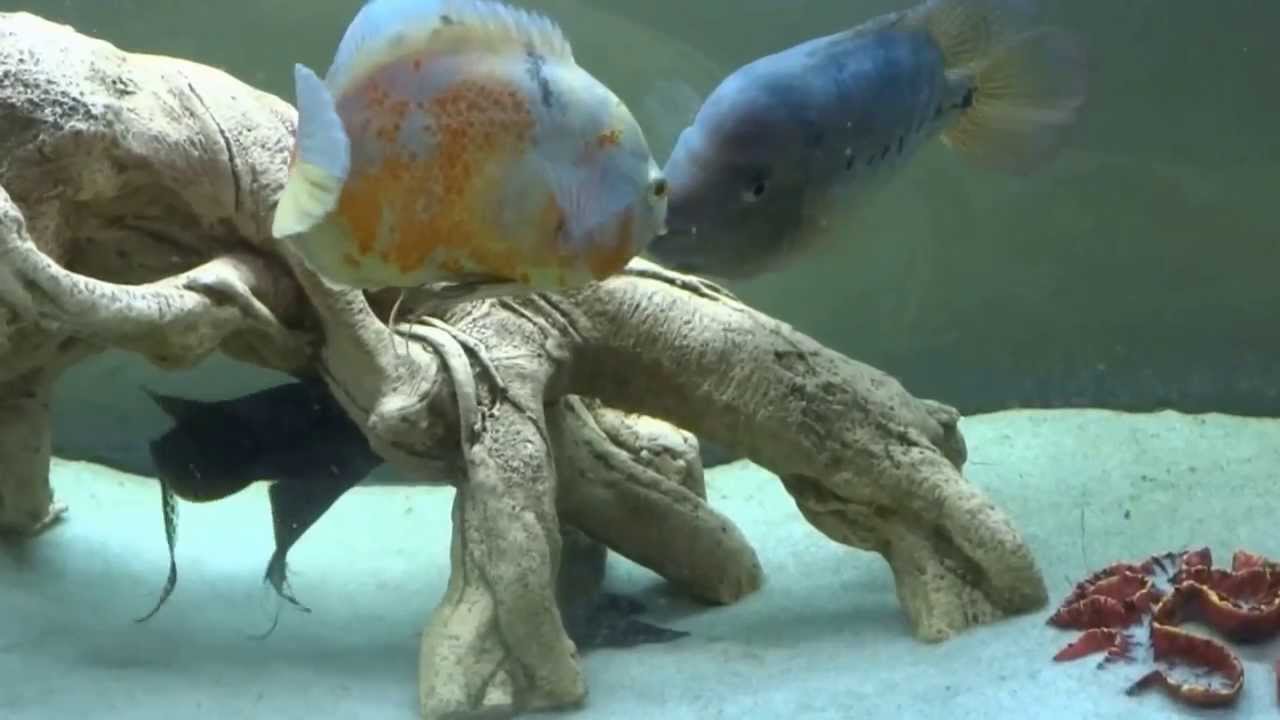 Flowerhorn VS Oscar YouTube