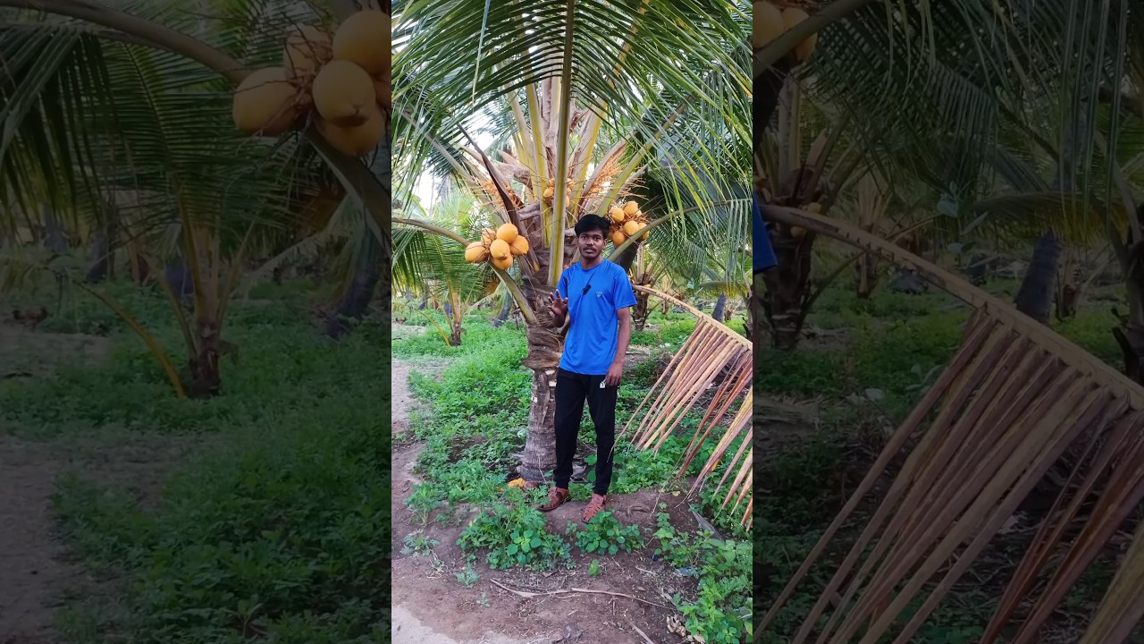 orange coconut 🥥 3 varushathula kachurum 