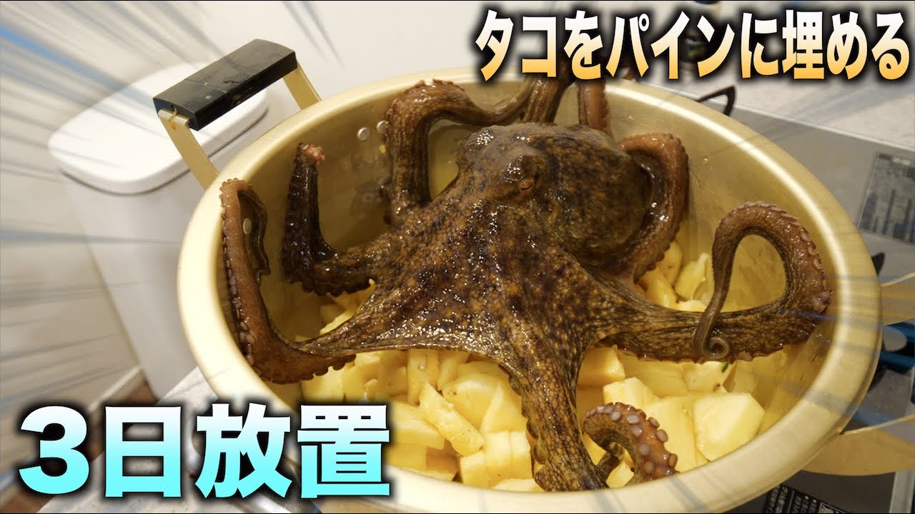 タコ maxresdefault.jpg