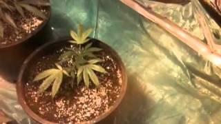 Ashland Grow Room Day 1 Week 2