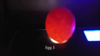 Rescue Hens 75 Hatch Fail Eggs Day 22