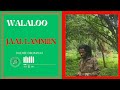 Walaloo Jaal Lammiin Qophaa E Dachee Oromiyaa ONM ABO July 18 2025 Walaloo Jaal Lammiin Qophaa E Dachee Oromiyaa ONM ABO July 18 2025