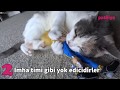 Download Sadece Kediyle Yaşayanların Anlayabileceği 12 Durum Sadece Kediyle Yaşayanların Anlayabileceği 12 Durum