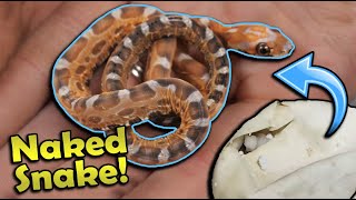 We Hatched a SCALELESS Rat Snake!