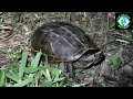 Catching the SMALLEST Turtle in Florida! The Adorable Striped Mud Turtle!